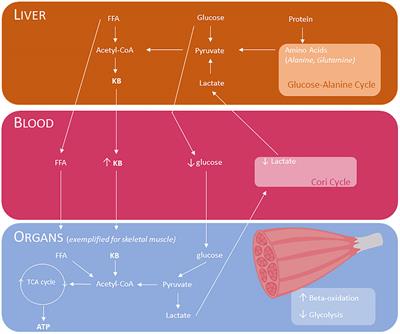 Ketogenic diets and Ketone suplementation: A strategy for therapeutic intervention